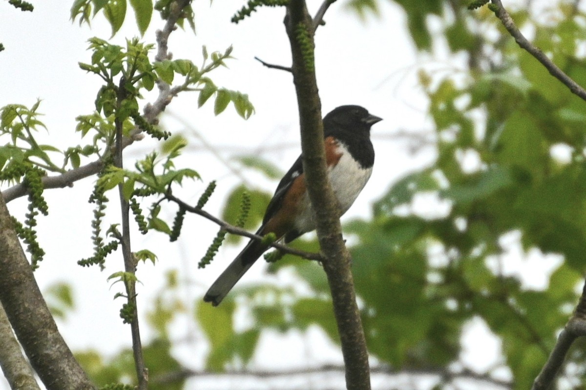 Eastern Towhee - Jim McDaniel