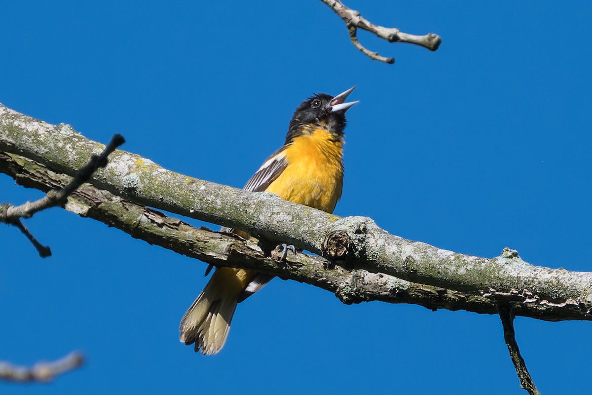 Baltimore Oriole - David Eberly