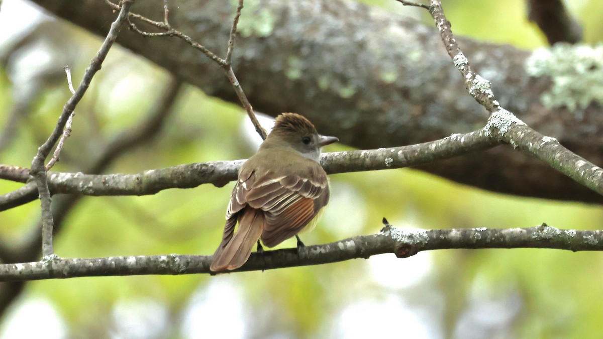 Great Crested Flycatcher - Jeffrey Thomas