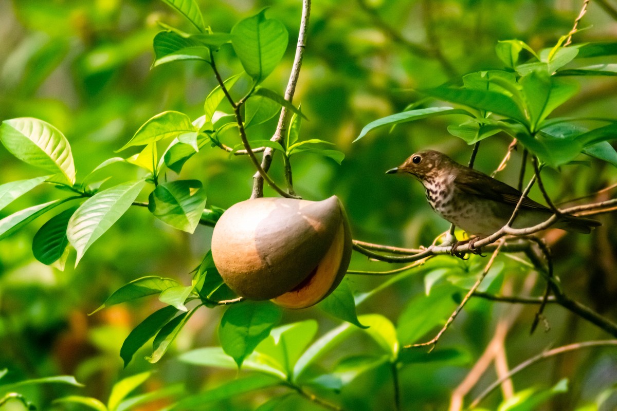 Swainson's Thrush - Manuel de Jesus Hernandez Ancheita