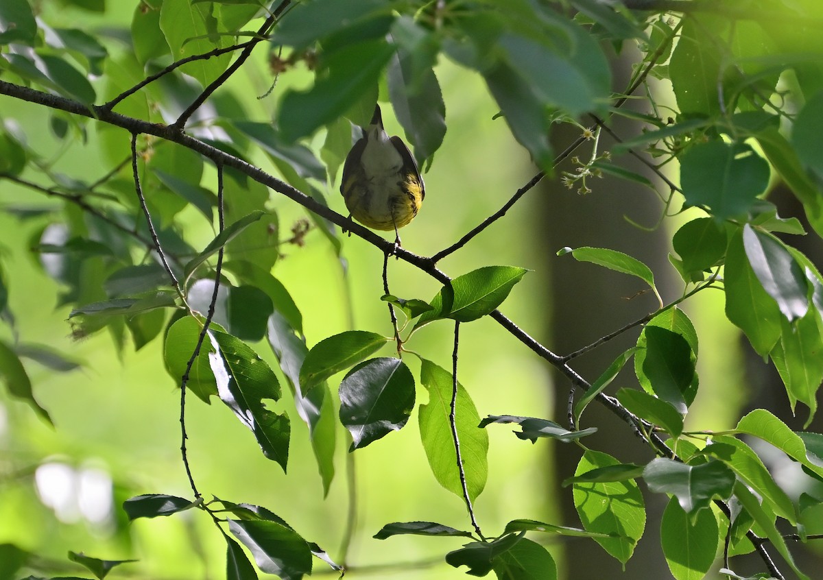 Magnolia Warbler - ML618836352