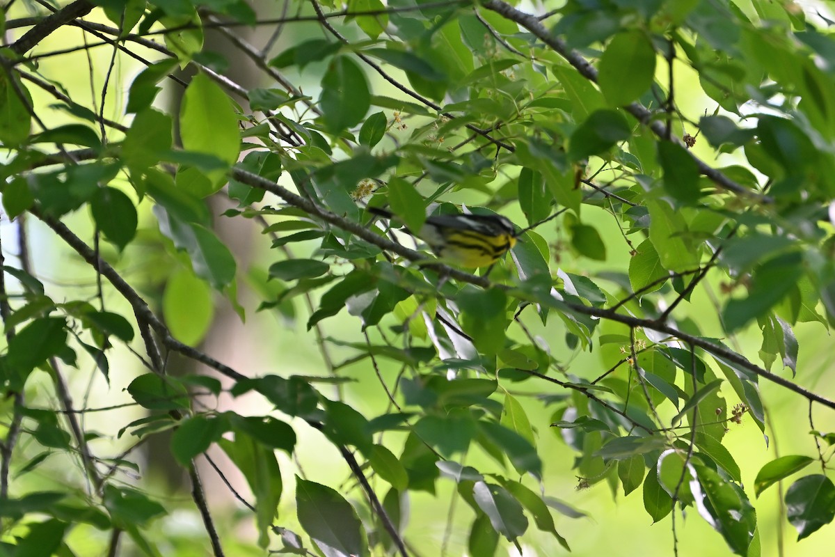 Magnolia Warbler - ML618836353