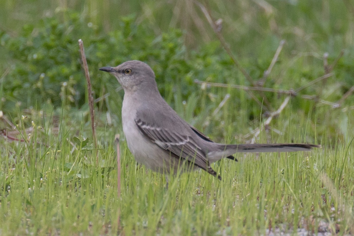 Northern Mockingbird - Christine Mason