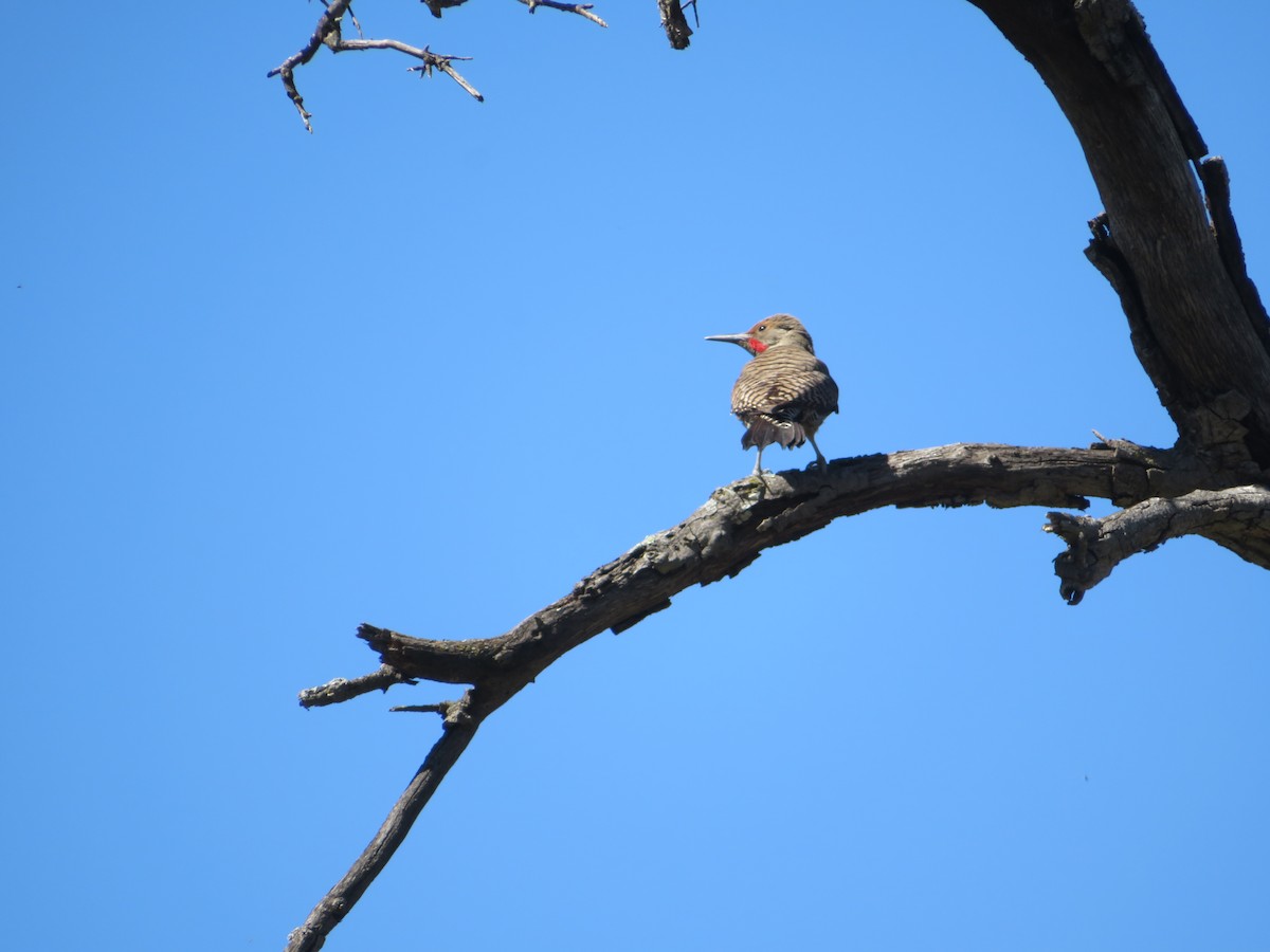 Northern Flicker - David Lauthen