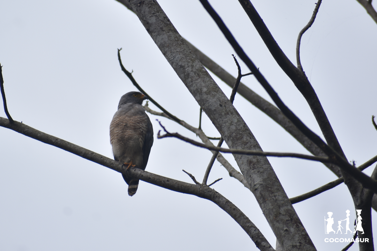 Roadside Hawk - ML618836371