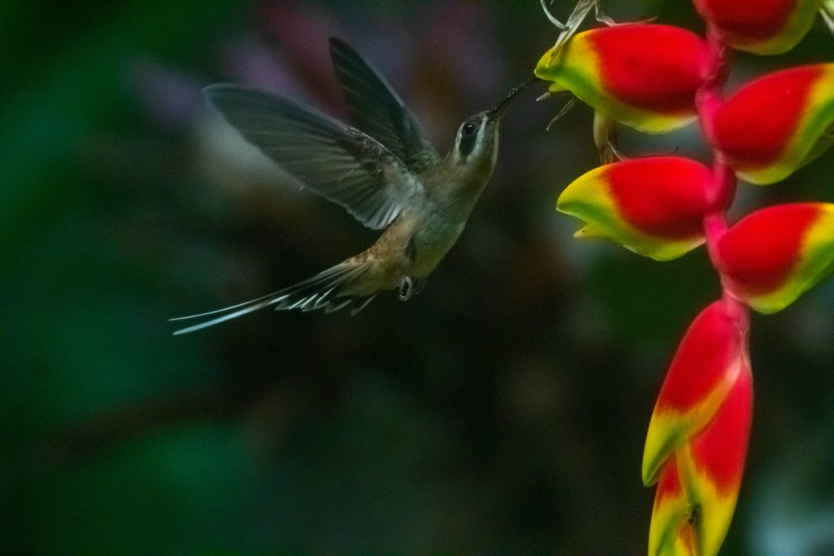 Long-billed Hermit - Manuel de Jesus Hernandez Ancheita