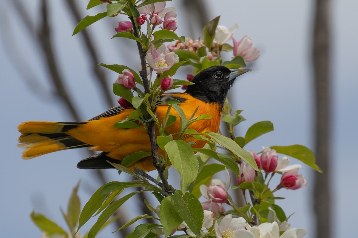 Baltimore Oriole - Christine Mason