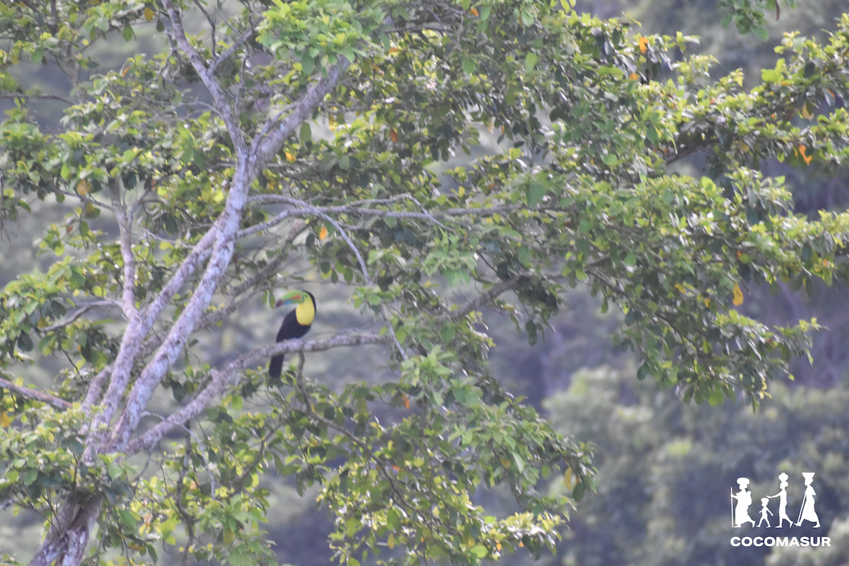 Keel-billed Toucan - Consejo Comunitario COCOMASUR