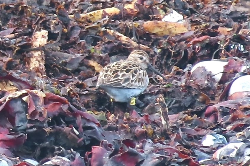 Dunlin - Hazel Watson