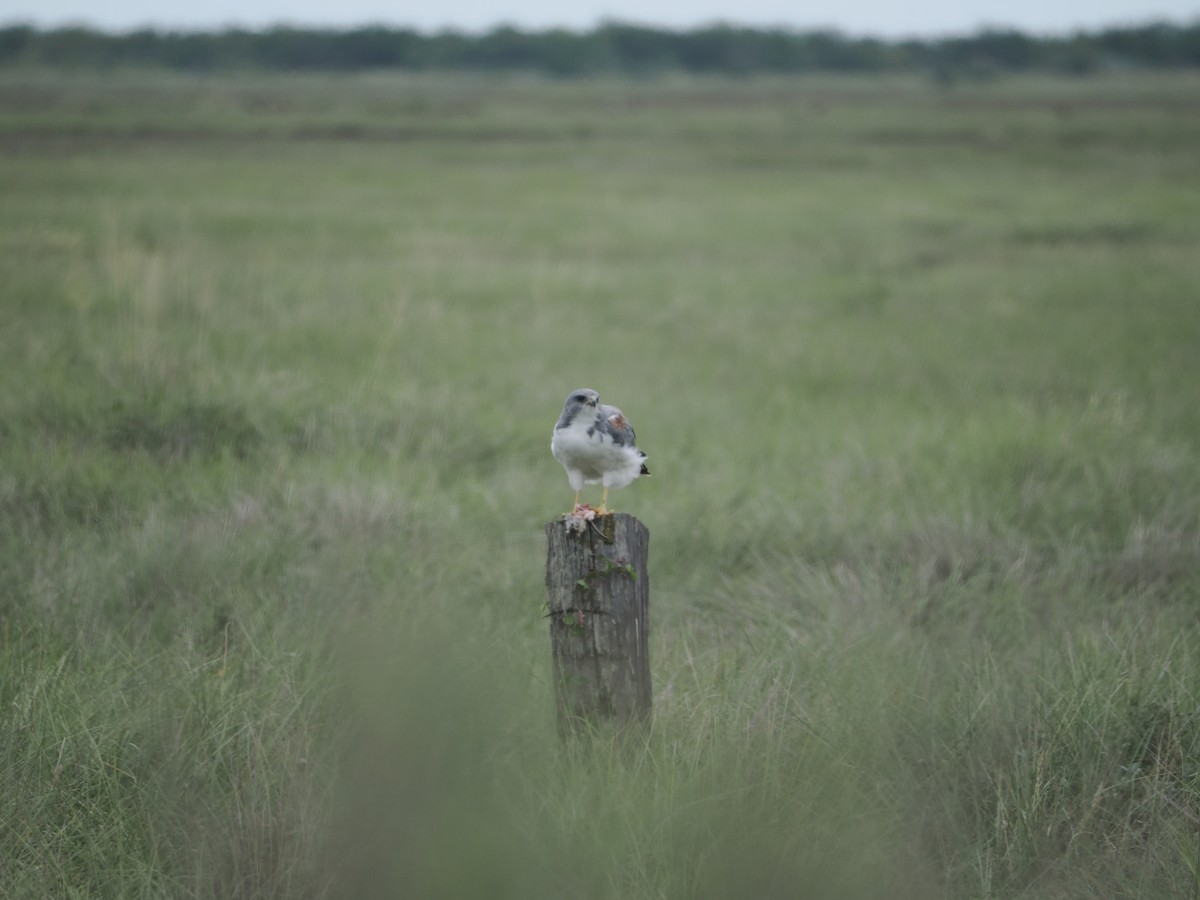 White-tailed Hawk - Alexander Linton