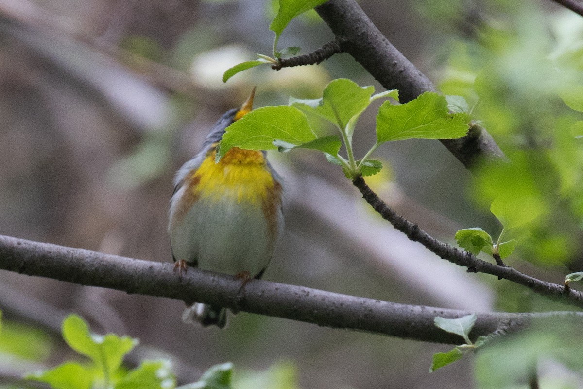 Northern Parula - Christine Mason