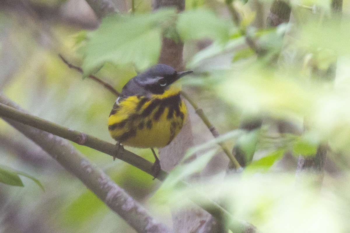 Magnolia Warbler - Christine Mason