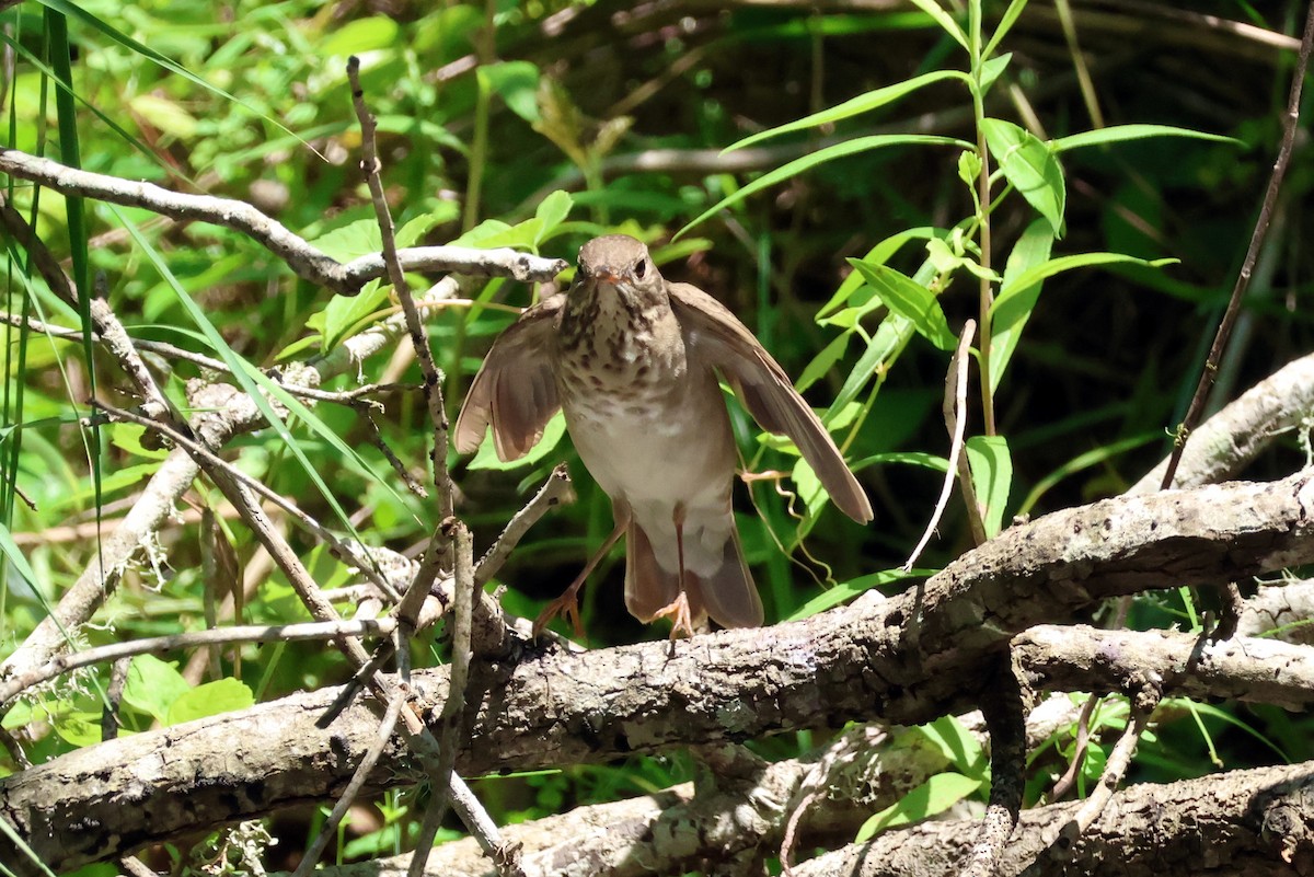 Swainson's Thrush - Vern Bothwell