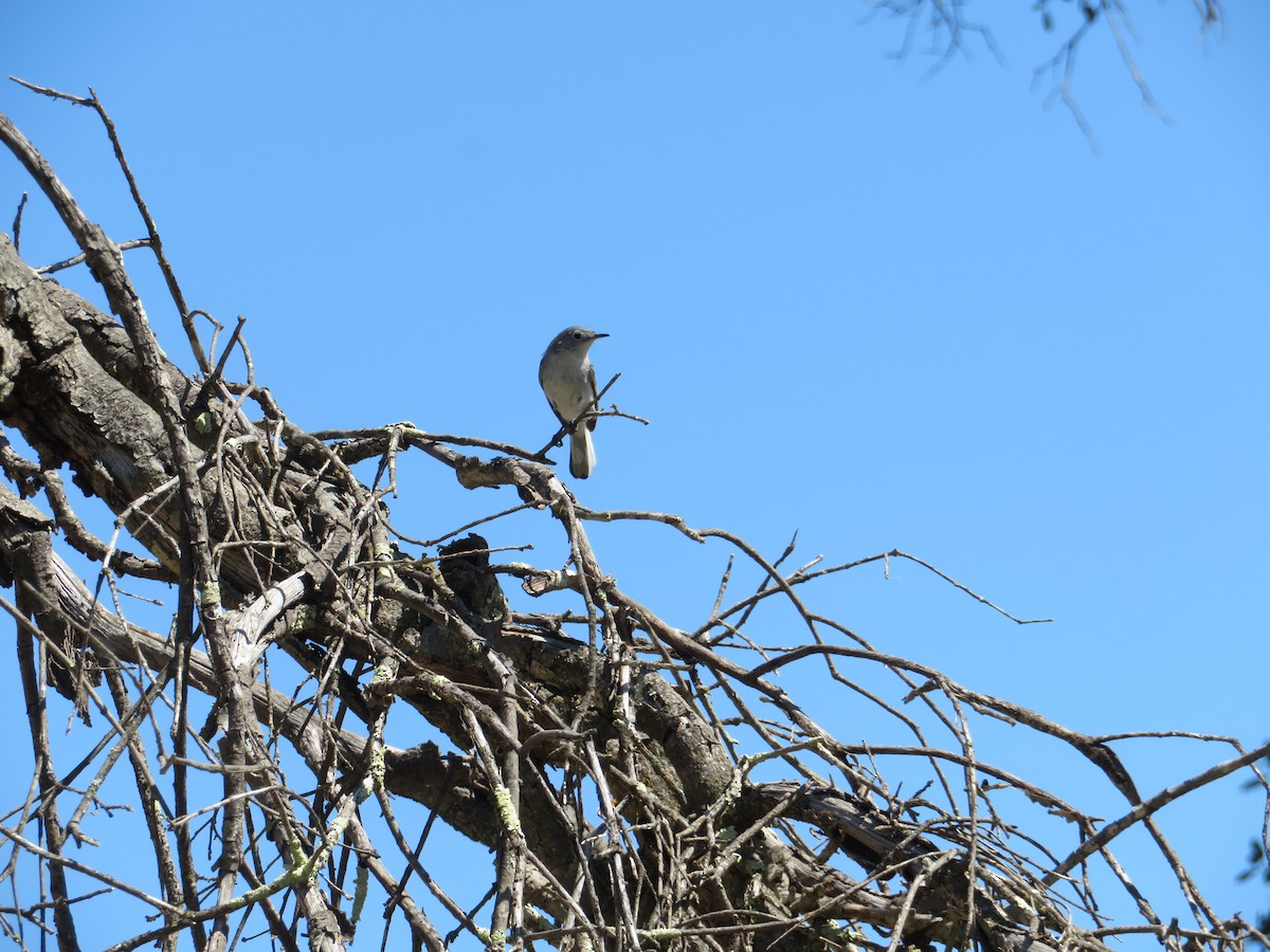 Blue-gray Gnatcatcher - David Lauthen