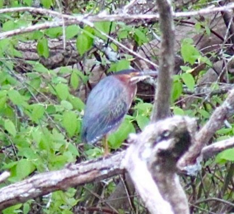 Green Heron - Adrien C