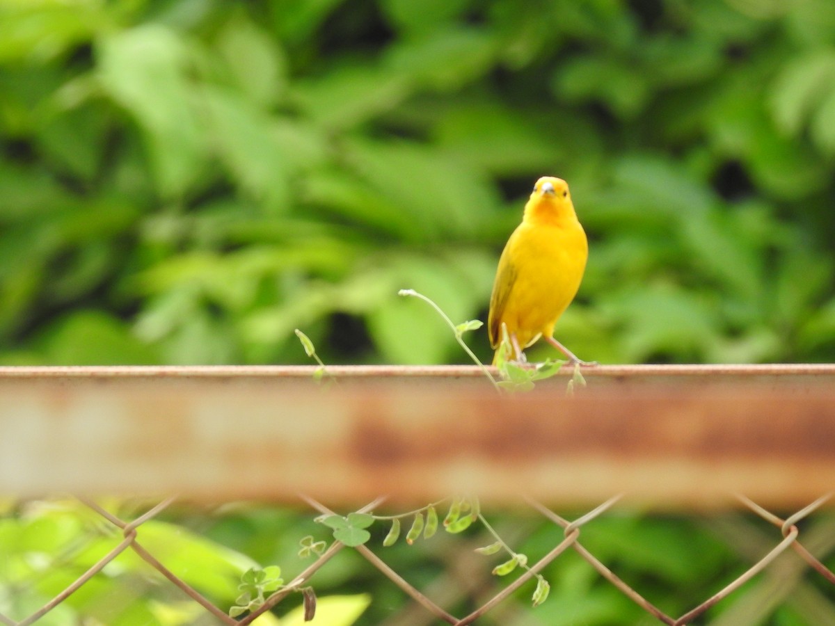 Saffron Finch - Jorge Rengifo Luque