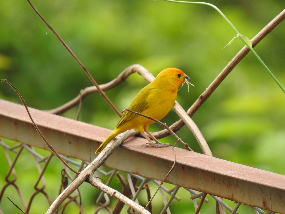 Saffron Finch - Jorge Rengifo Luque