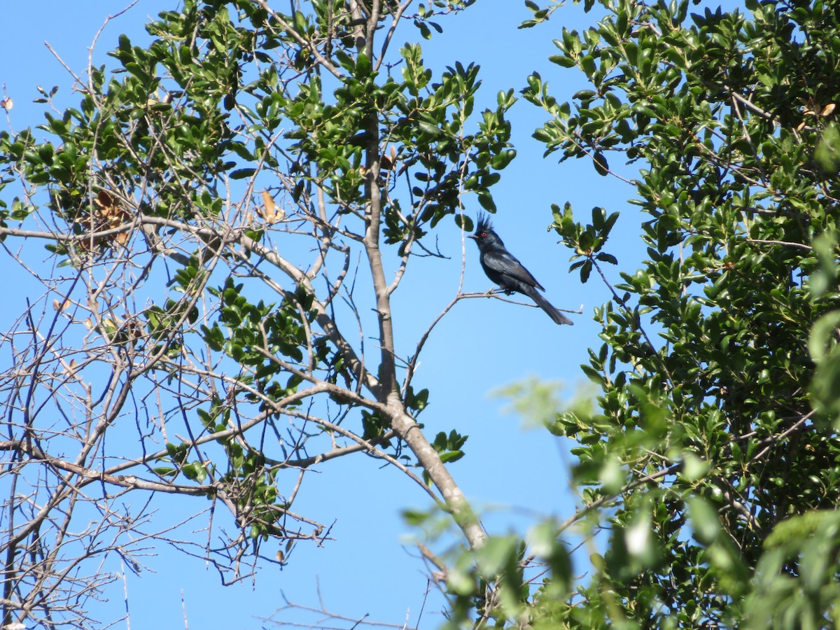 Phainopepla - David Lauthen