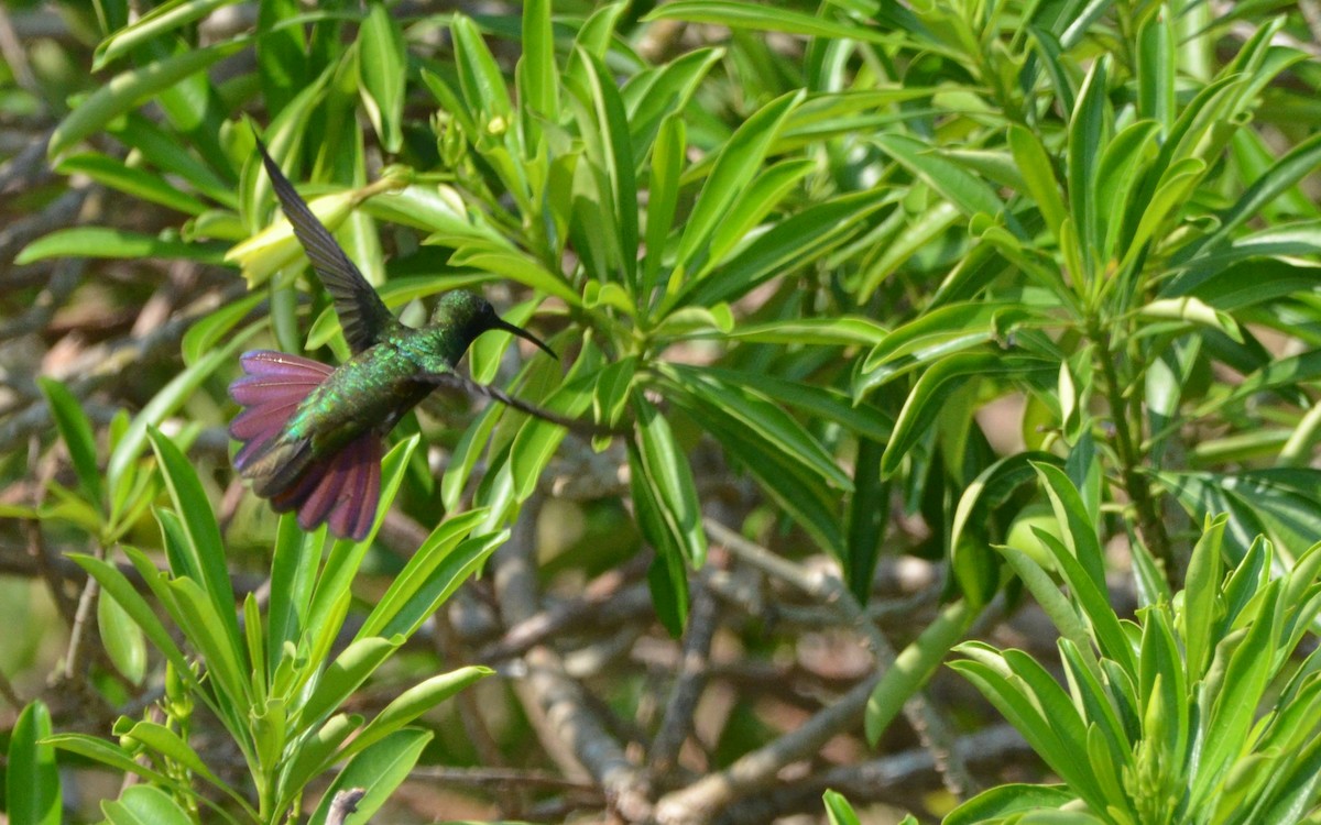 Green-breasted Mango - Ramón  Trinchan Guerra