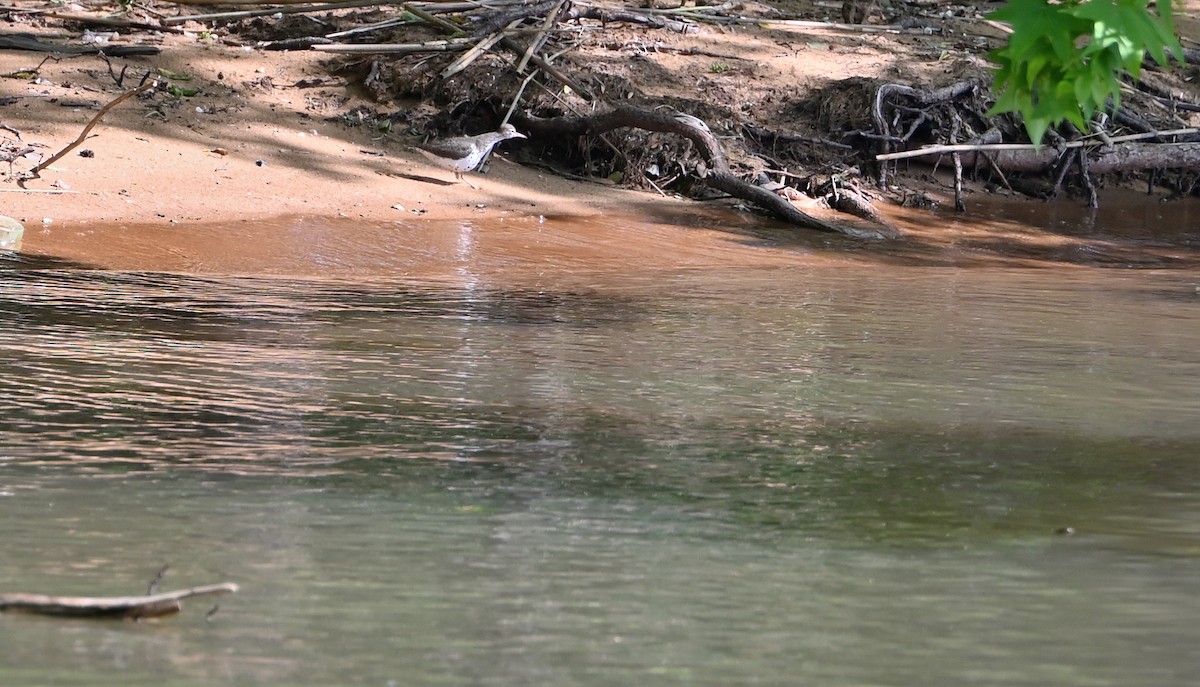 Spotted Sandpiper - ML618836471