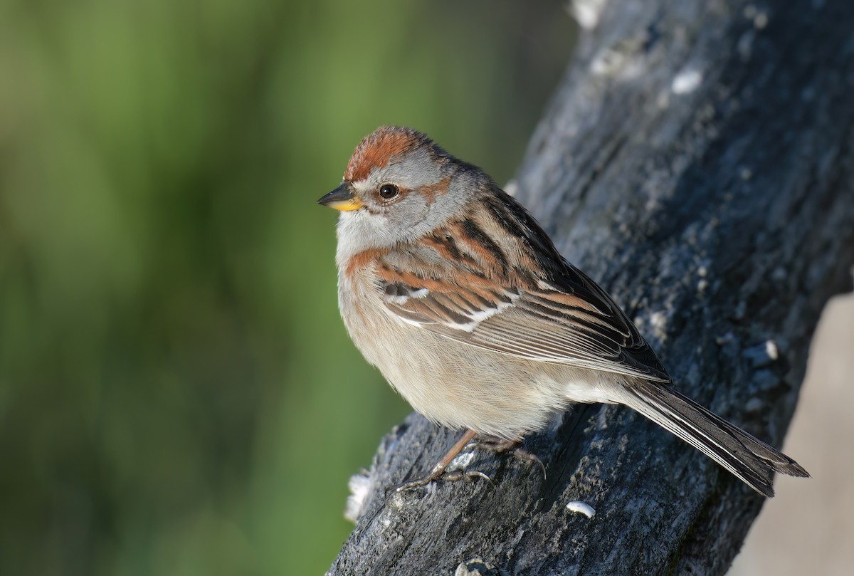 American Tree Sparrow - France Carbonneau