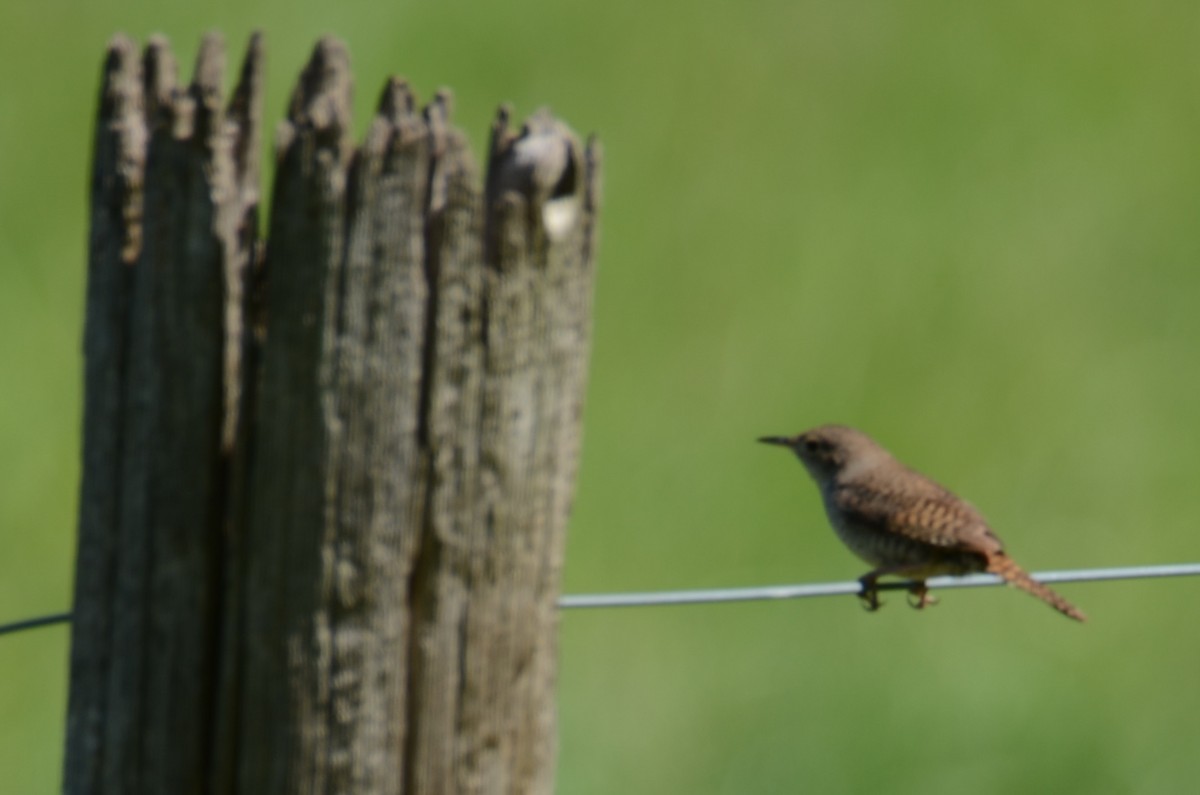 House Wren - Kerry Beaghan