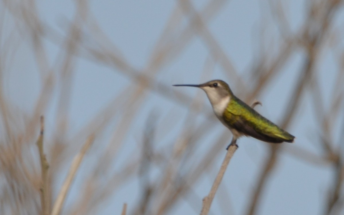 Ruby-throated Hummingbird - Ramón  Trinchan Guerra