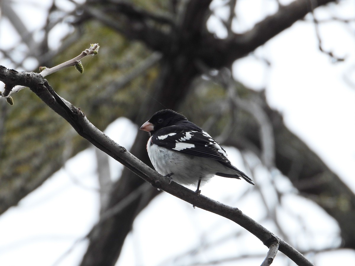 Rose-breasted Grosbeak - ML618836499