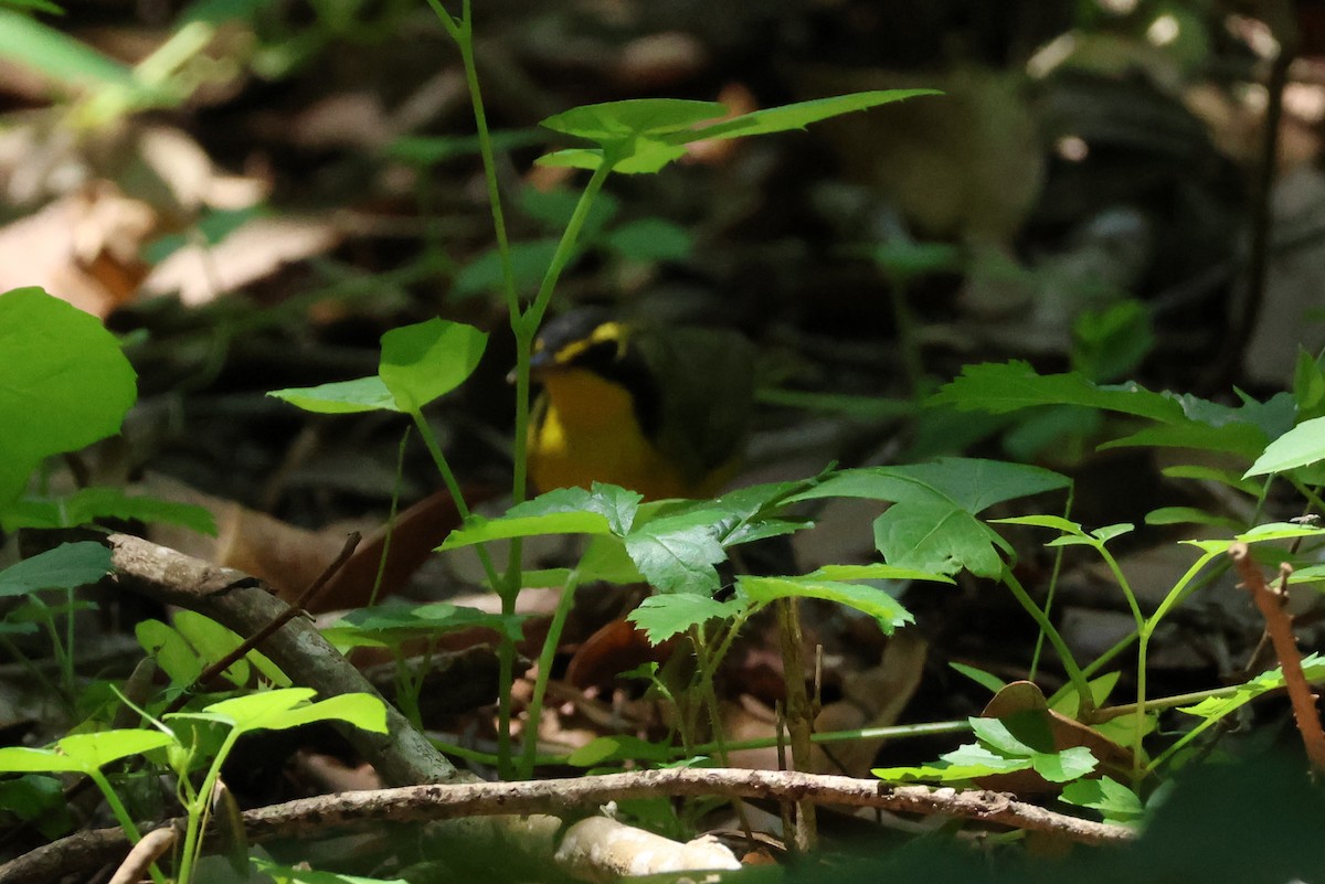 Kentucky Warbler - Vern Bothwell