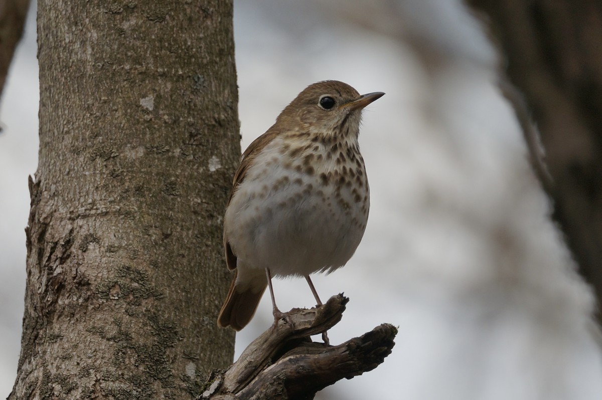 Hermit Thrush - Brian McKay