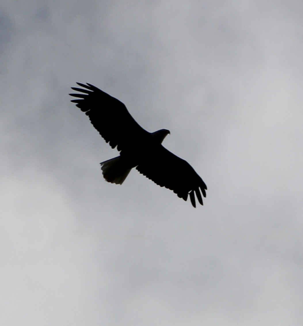 Bald Eagle - Carla Morris