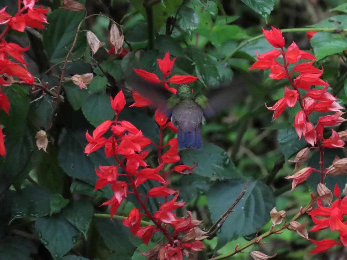 Green-bellied Hummingbird - Cristian Cufiño