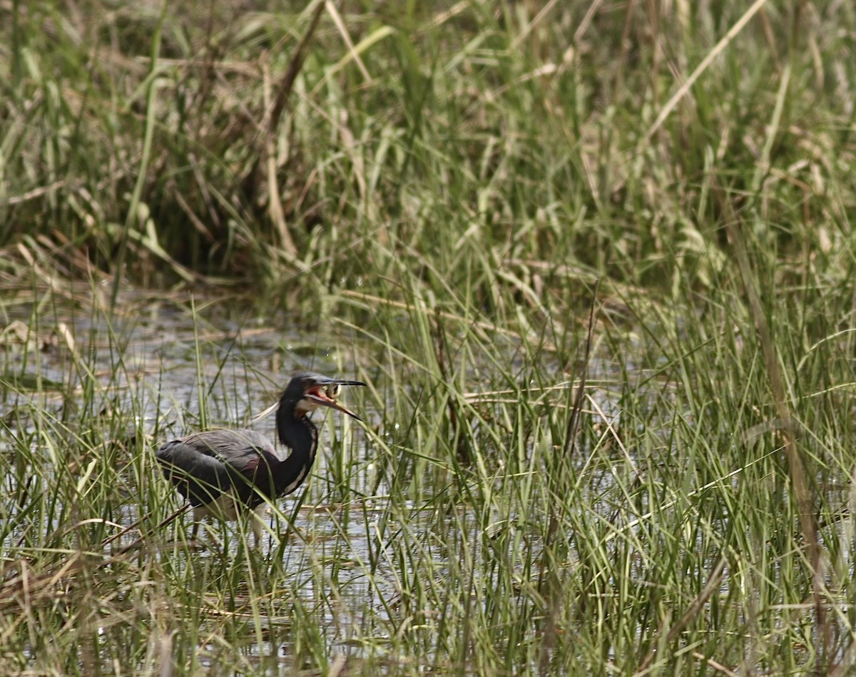 Tricolored Heron - Jane Sender