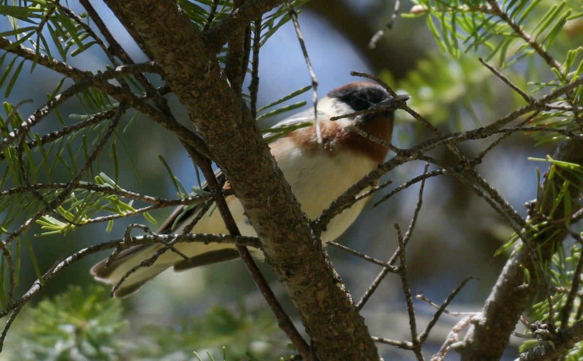 Bay-breasted Warbler - France Carbonneau