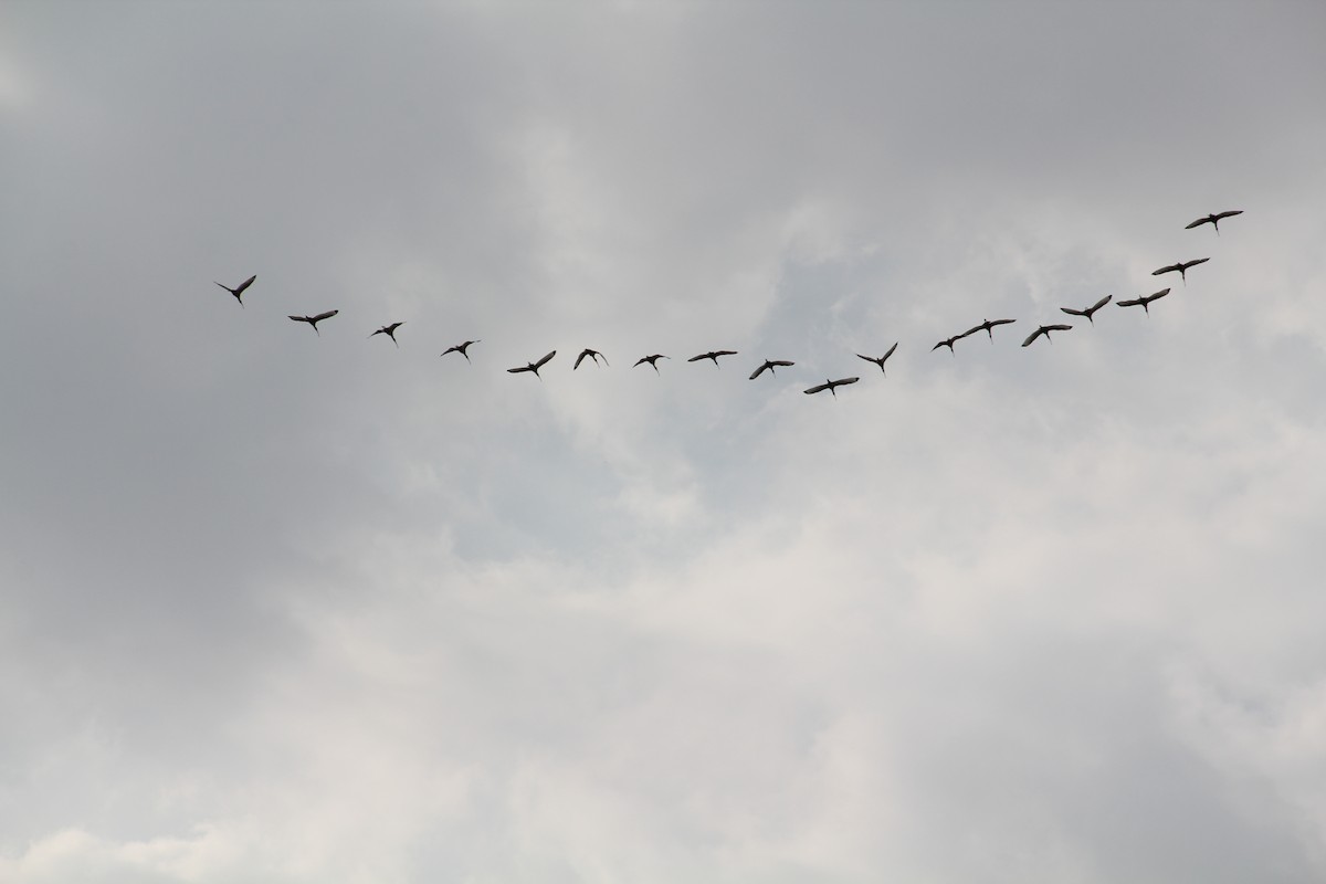 White Ibis - Texas Bird Family