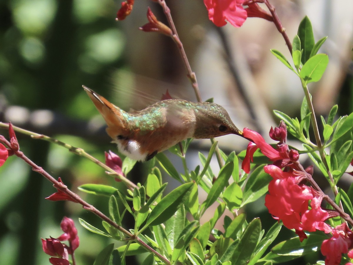 Allen's Hummingbird - Alane Gray