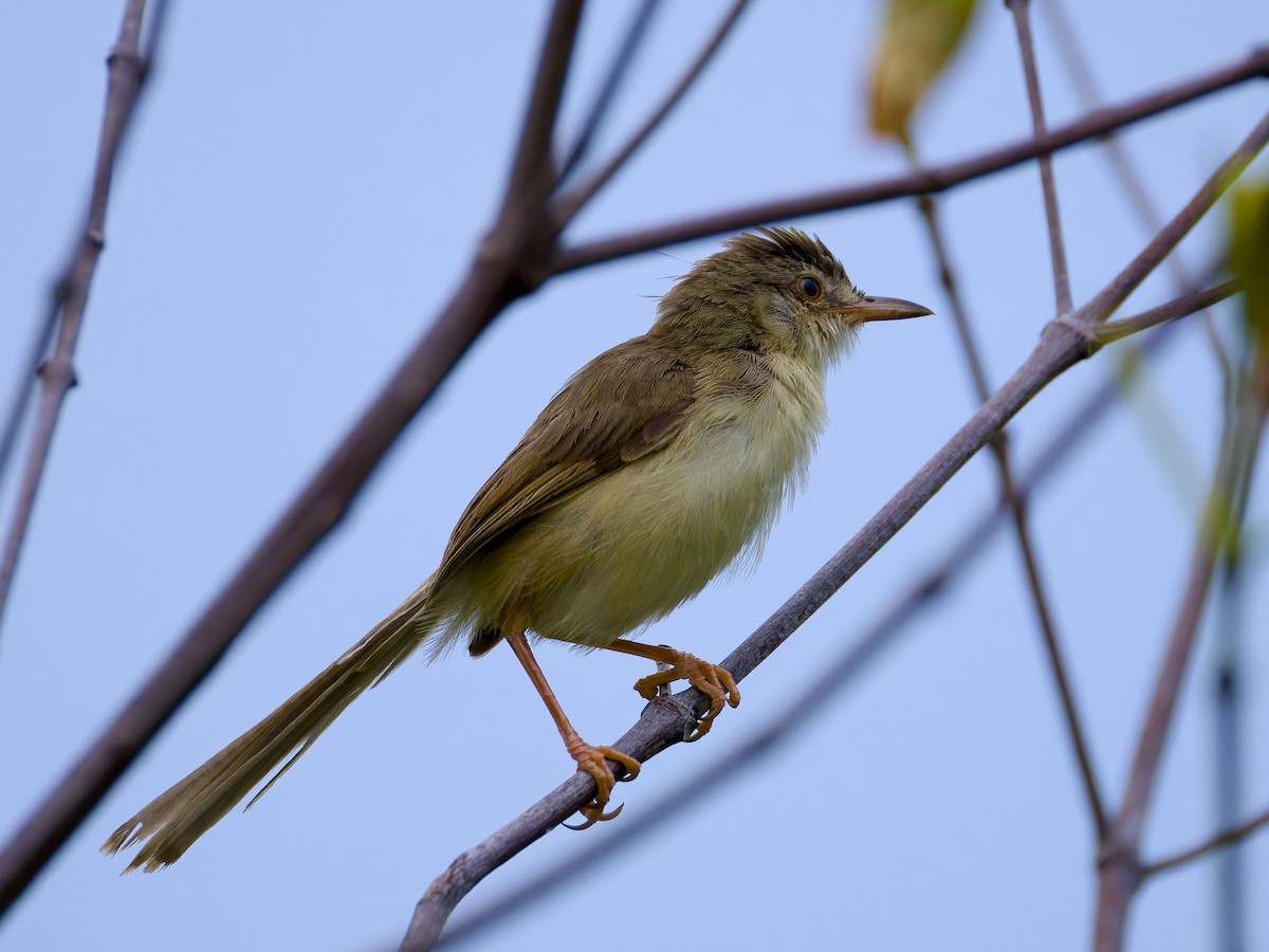 Plain Prinia - Scott Nibley