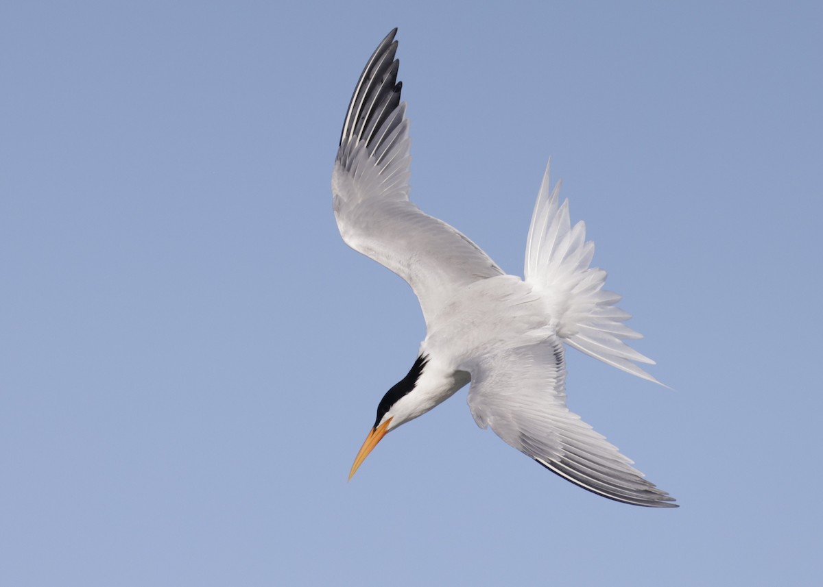 Elegant Tern - Dean LaTray