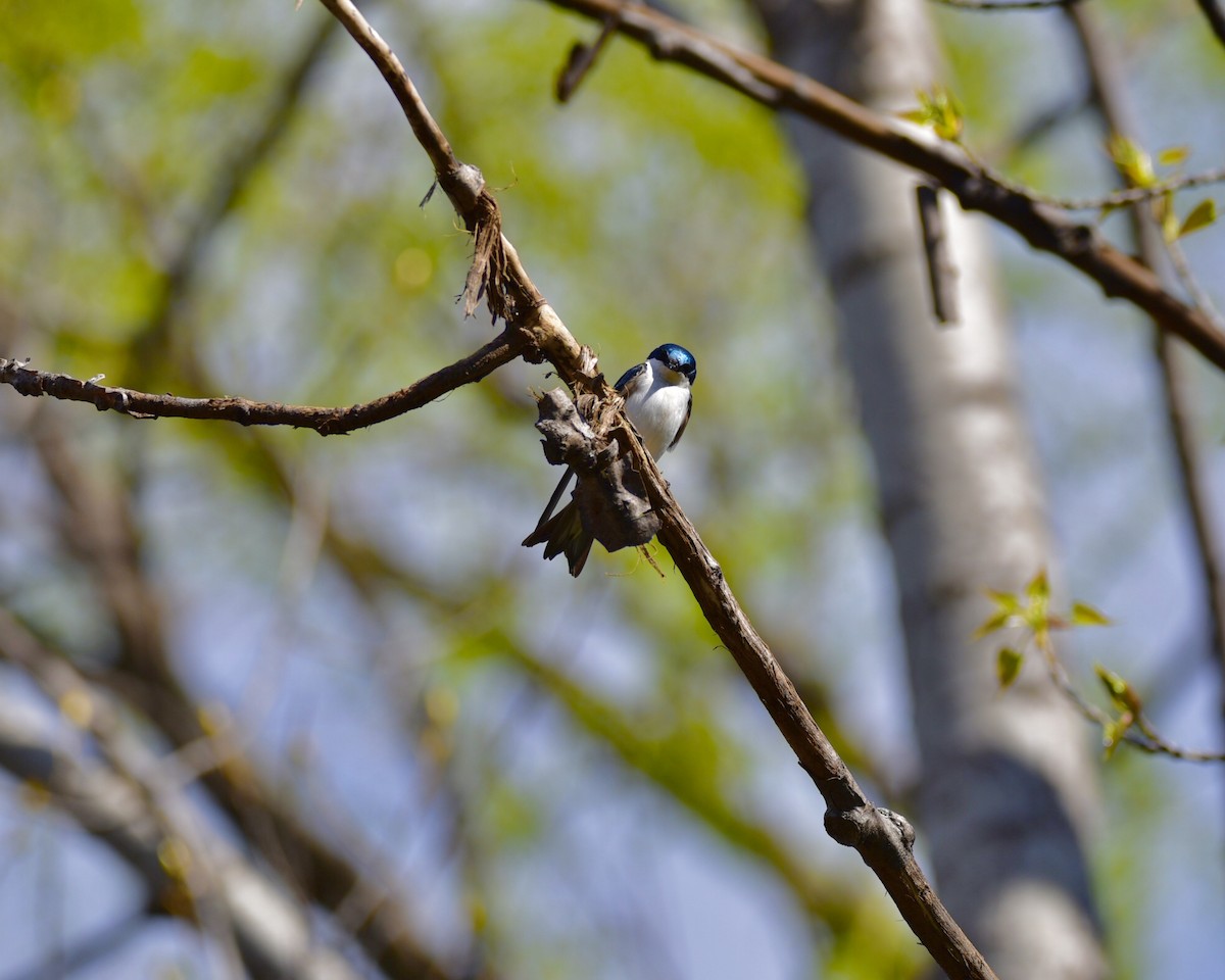 Tree Swallow - Michel Durand