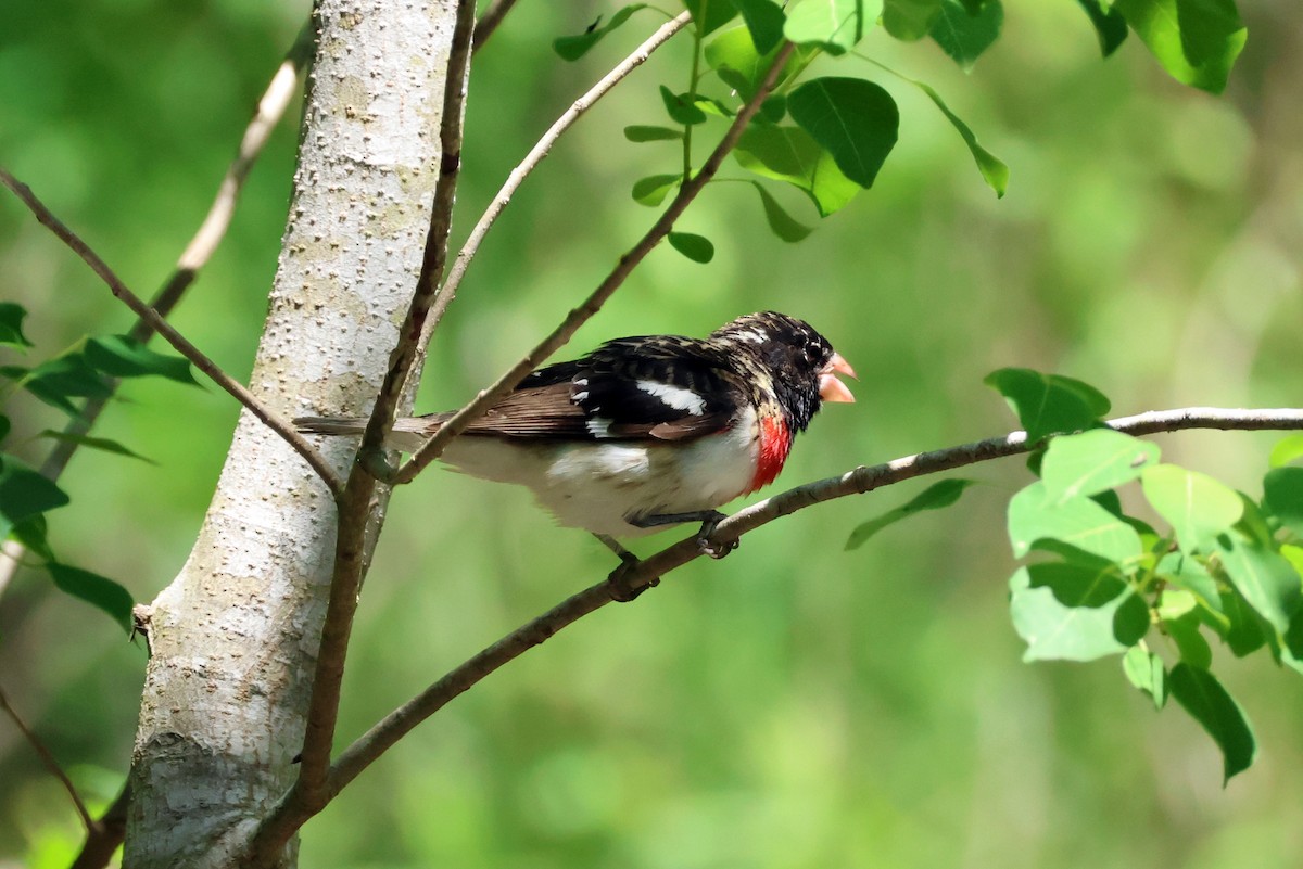 Rose-breasted Grosbeak - Vern Bothwell