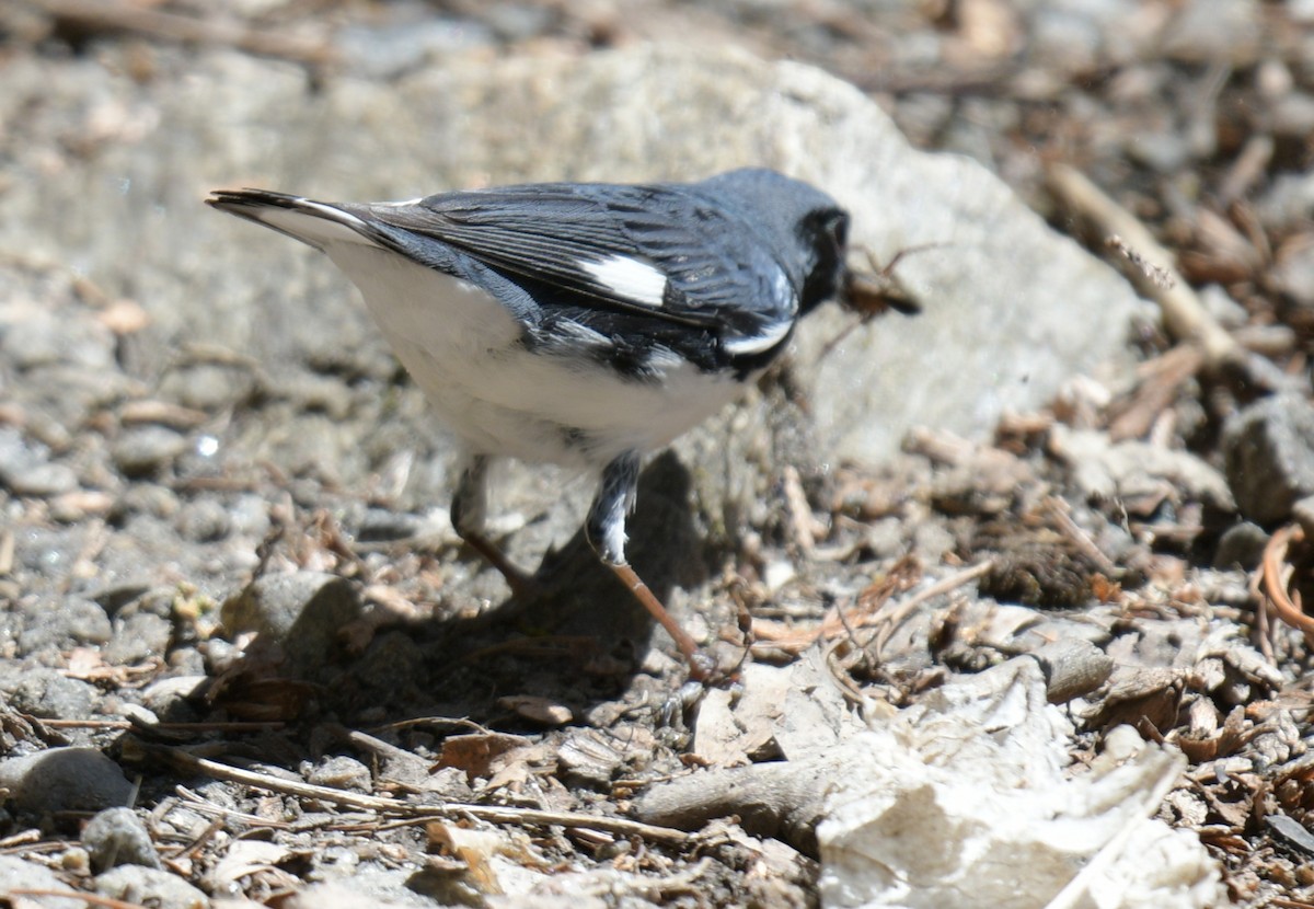 Black-throated Blue Warbler - France Carbonneau
