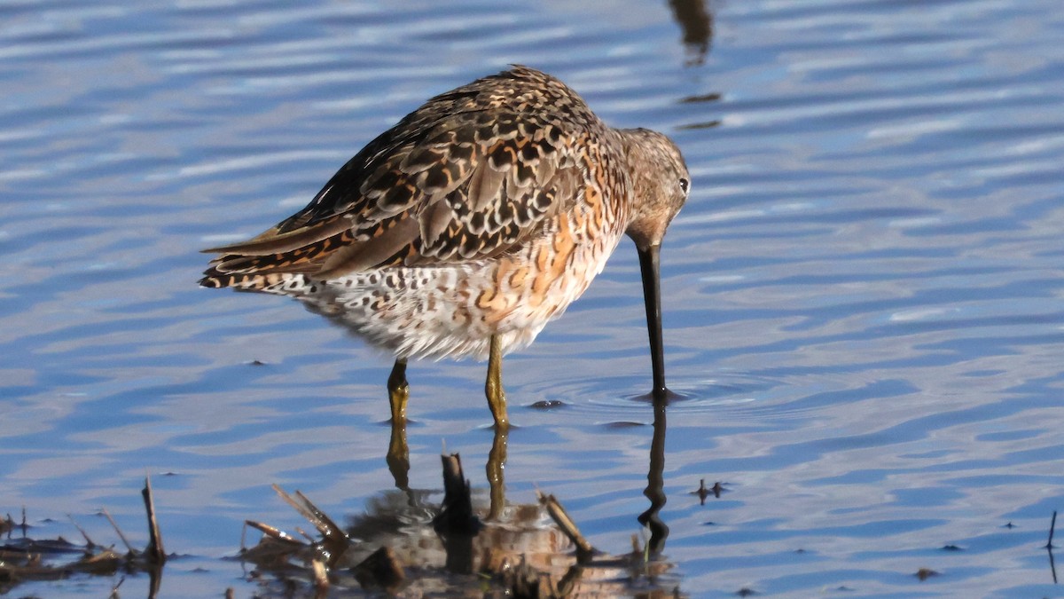 Long-billed Dowitcher - ML618836689