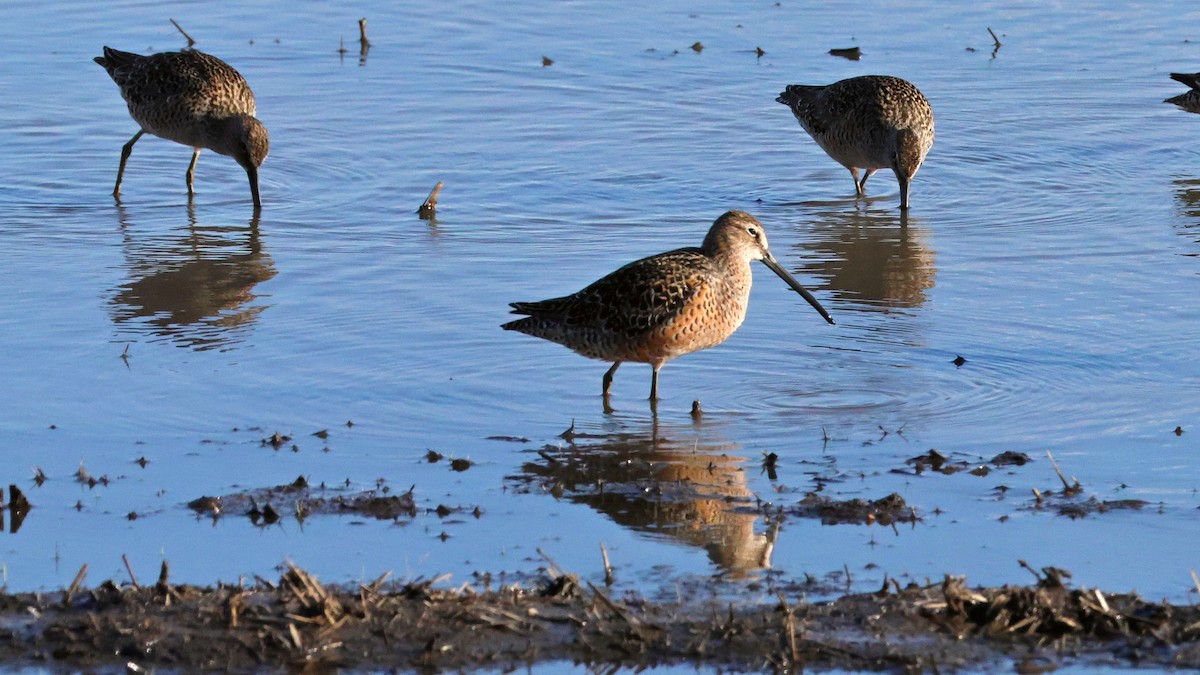 Long-billed Dowitcher - ML618836691