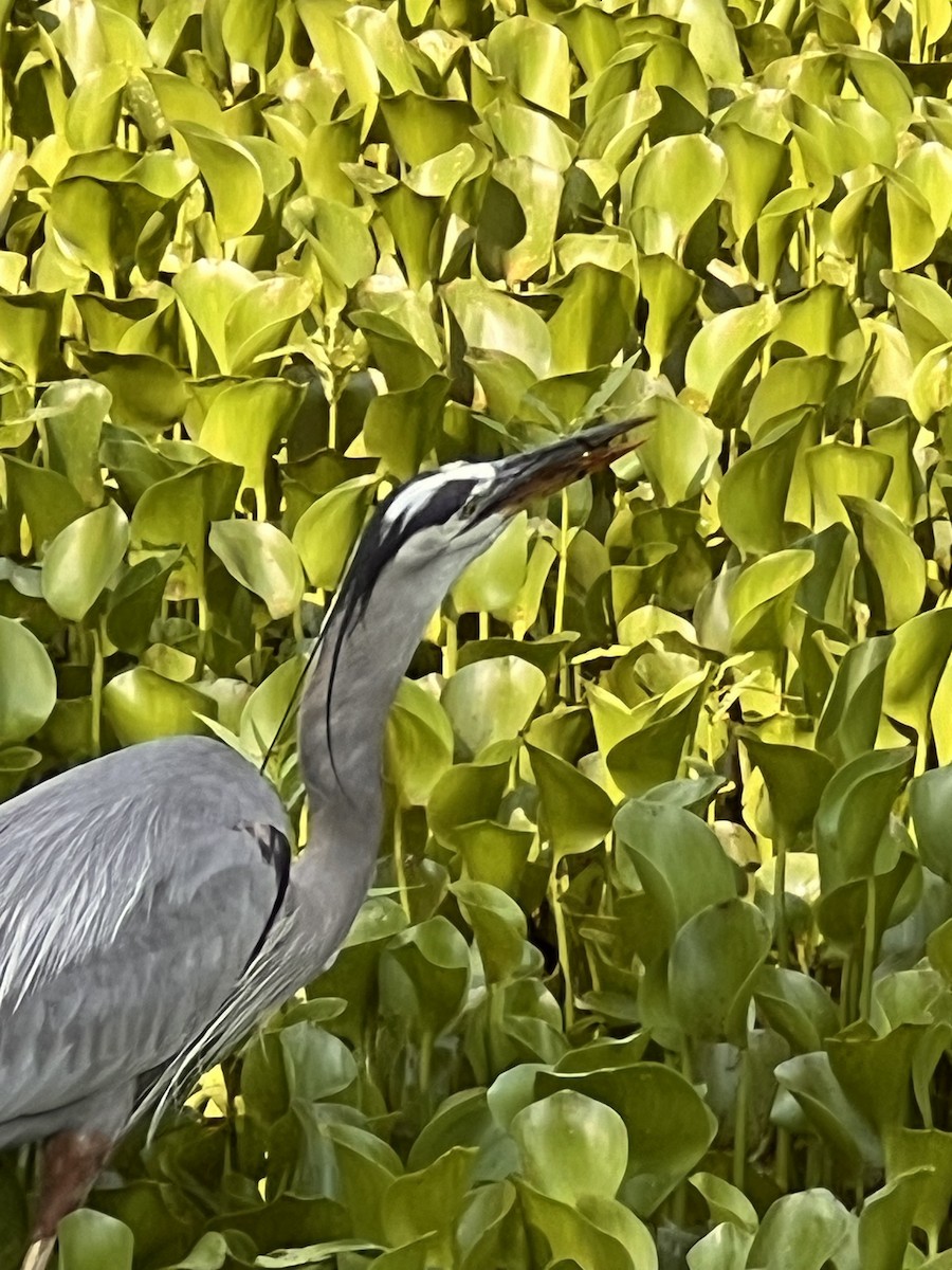 Great Blue Heron - Leigh Toborowsky