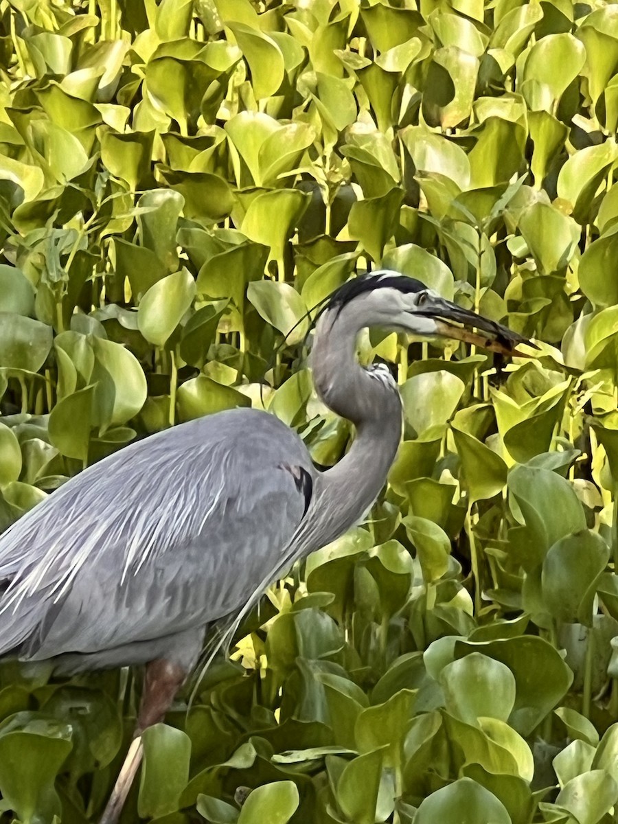 Great Blue Heron - Leigh Toborowsky