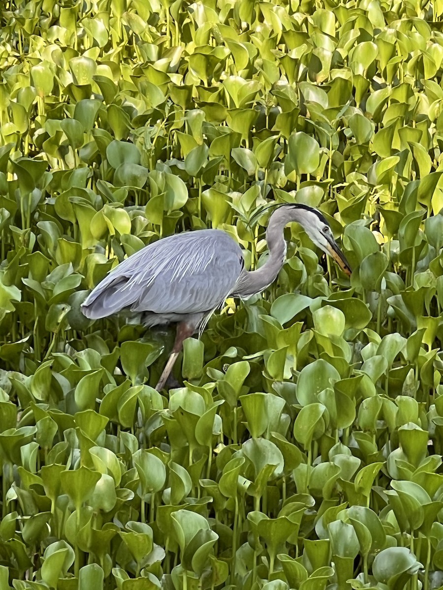 Great Blue Heron - Leigh Toborowsky