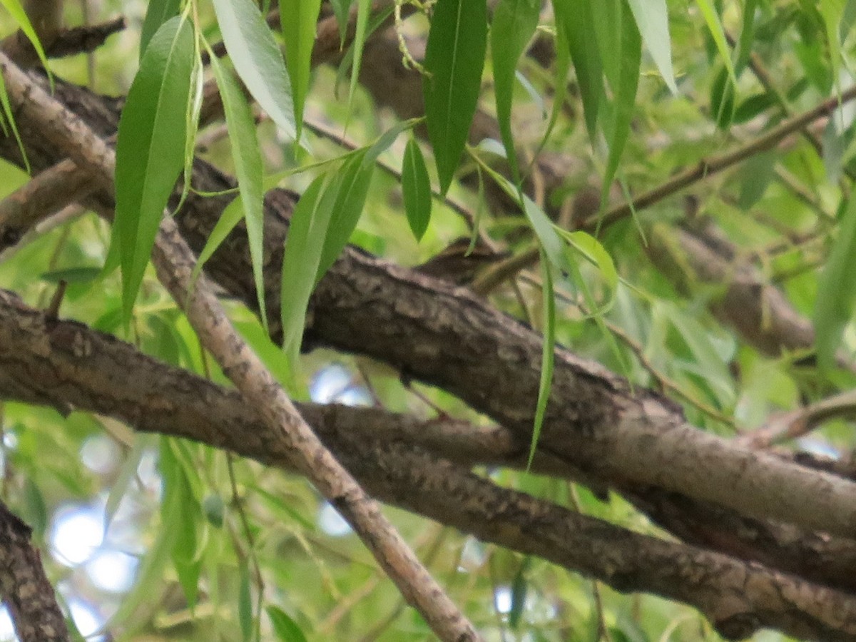 Northern Waterthrush - Marissa Noelle