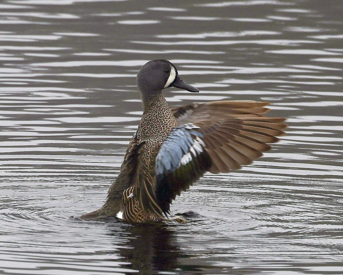 Blue-winged Teal - ML618836705