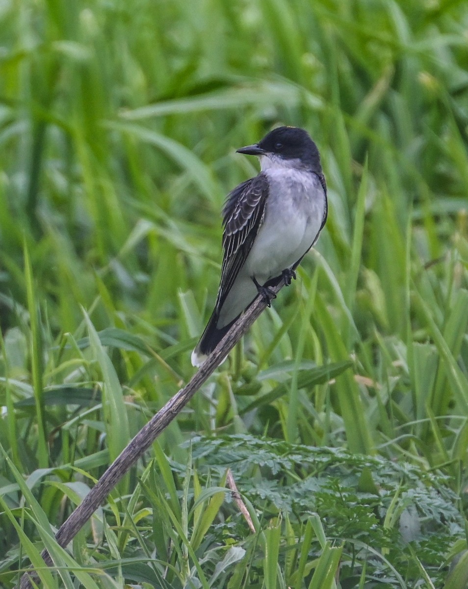 Eastern Kingbird - Jackie Baldwin