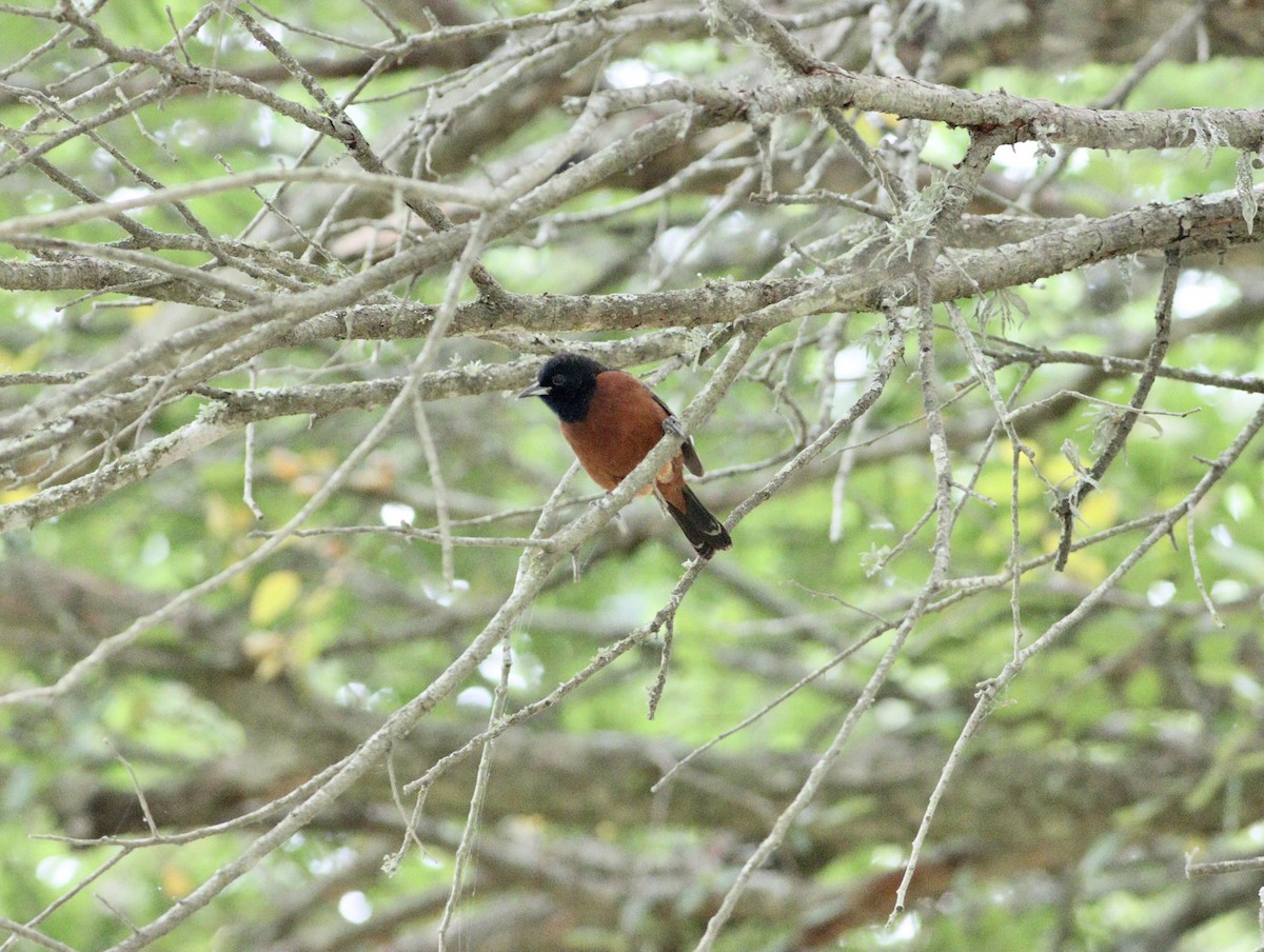 Orchard Oriole - ML618836725